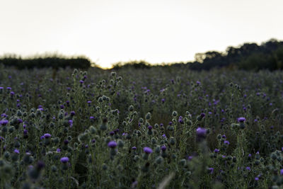 Purple flowering plants on field against sky