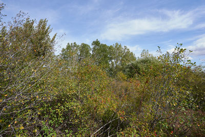 Plants growing on field against sky