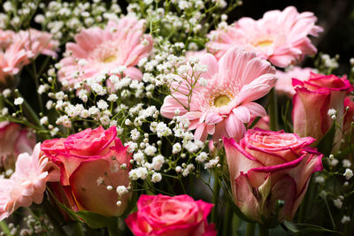 Close-up of pink roses