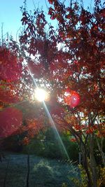 Sun shining through trees