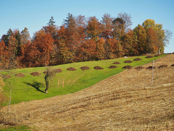 Trees on field during autumn