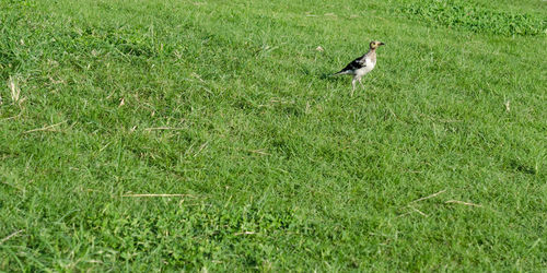 Bird on field