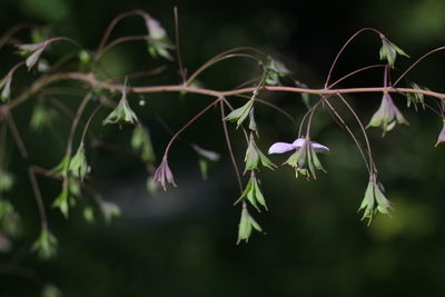 Close-up of purple flowering plant