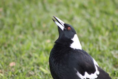 Close-up of black bird