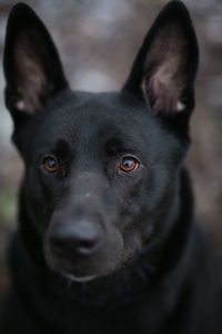 Portrait of black dog