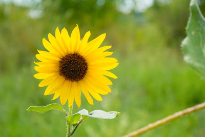 Close-up of yellow daisy blooming outdoors