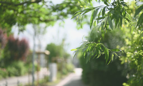 Close-up of green leaves