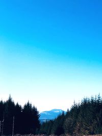 Low angle view of trees against clear blue sky