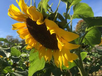 Close-up of yellow flowering plant against sky