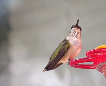 Low angle view of hummingbird perching on birdfeeder