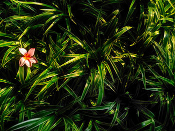 High angle view of flowering plant on field