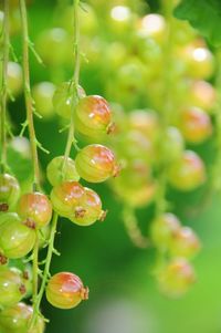 Close-up of fruits growing on plant