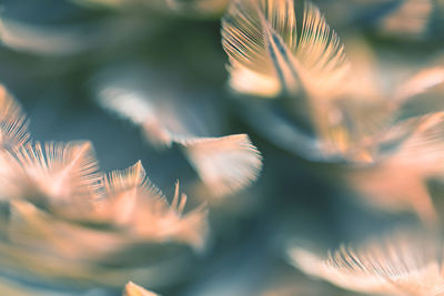 Close-up of plant in sunlight