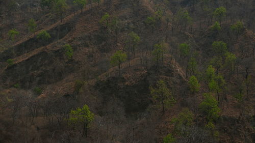 High angle view of forest