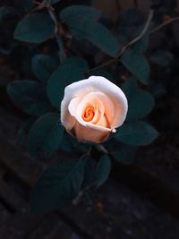 Close-up of rose flower