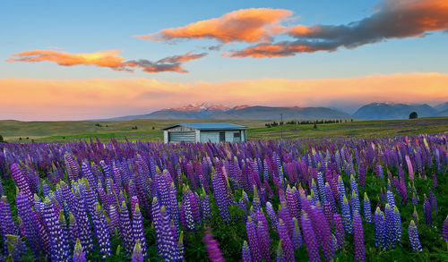 Purple flowering plants on field against sky during sunset