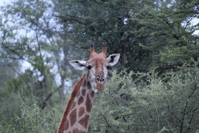 Portrait of giraffe in the forest