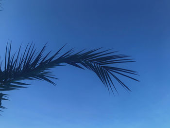 Low angle view of palm tree against blue sky