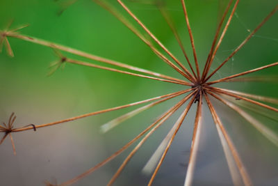 Close-up of plant