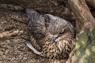 Close-up of bird on field