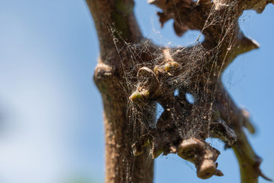 Close-up of insect on tree trunk