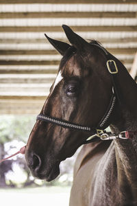 Close-up of horse in ranch