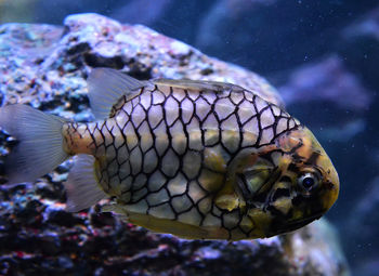 Close-up of fish swimming in sea