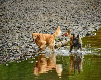 Dog standing in water