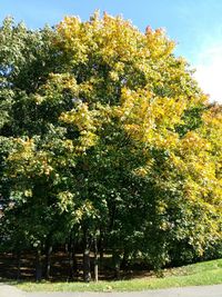 Close-up of tree against sky
