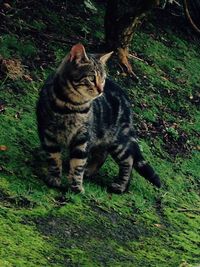 Cat relaxing on grass