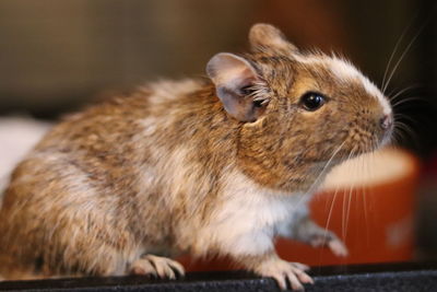 Close-up of a rabbit