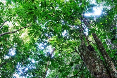 Low angle view of trees against sky