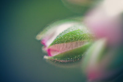 Close-up of flower plant