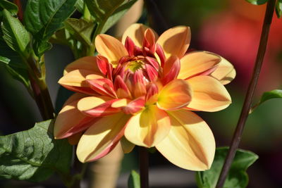 Close-up of pink flowering plant