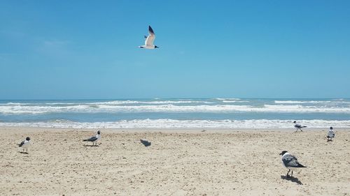 Seagulls flying over beach against clear sky