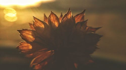 Close-up of wilted plant during sunset