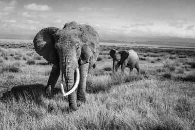 Elephants and calf walking on grassy field