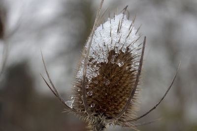 Close-up of dried plant