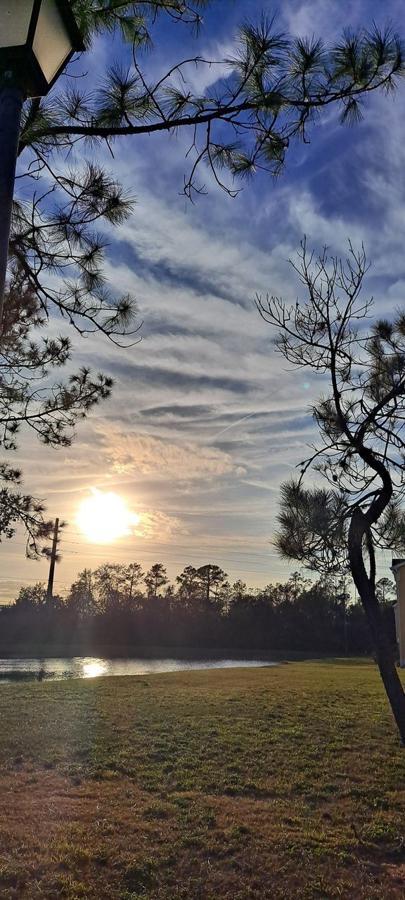 tree, plant, sunlight, sky, nature, no people, reflection, architecture, built structure, beauty in nature, light, building exterior, cloud, building, outdoors, growth, tranquility, branch, low angle view, winter, morning, day, scenics - nature, sun, house, tranquil scene