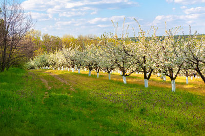 Scenic view of flowering plants on field against sky