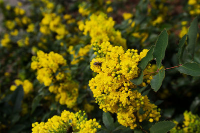 Close-up of insect on yellow plant