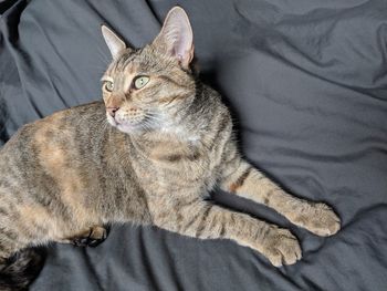 High angle view of cat resting on bed