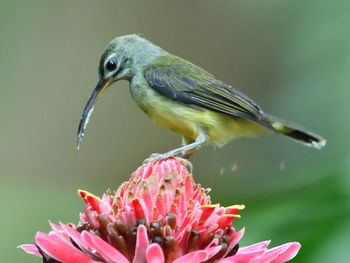 Close-up of bird perching on flower