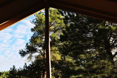 Low angle view of trees in forest