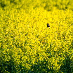 A beautiful summer morning landscape with a blooming yellow canola field. rapeseed blossoming.
