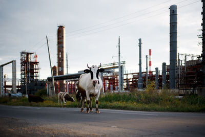 Horse standing on road