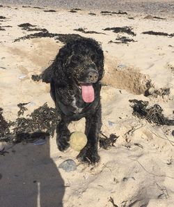 High angle view of dog on beach