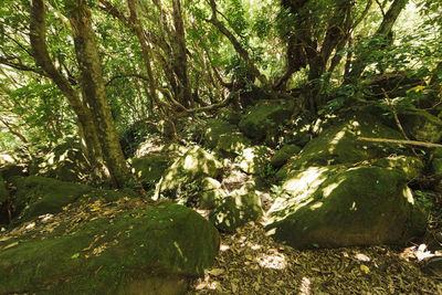 Trees growing in forest