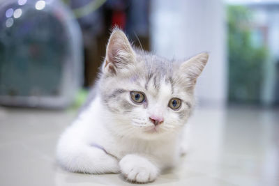 Close-up portrait of a cat