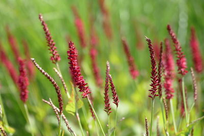 Close-up of red flowering plant